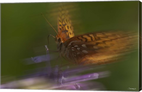 Framed Natural Motif VIII Print