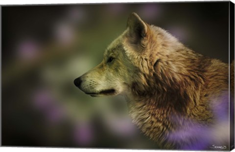 Framed Wolf Watching Orange Butterfly Print