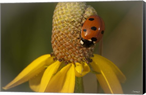 Framed Ladybug On Yellow Flower Print