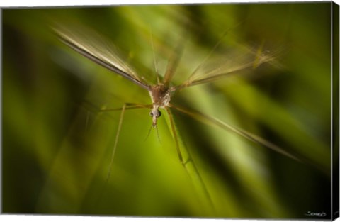 Framed Natural Motif X Print