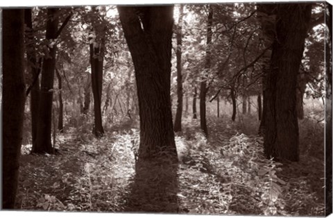 Framed Woods And Sunlight III Print
