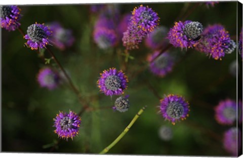 Framed Shades Of Nature Purple Flowers On Green Print
