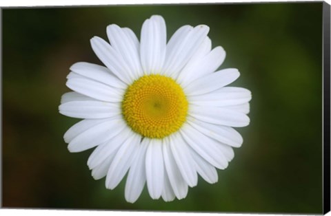 Framed Shades Of Nature White Daisy Print