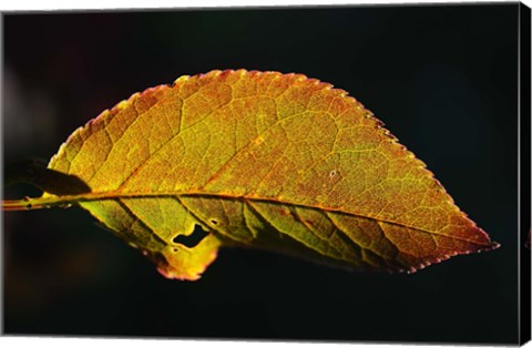 Framed Shades Of Nature Leaf Print