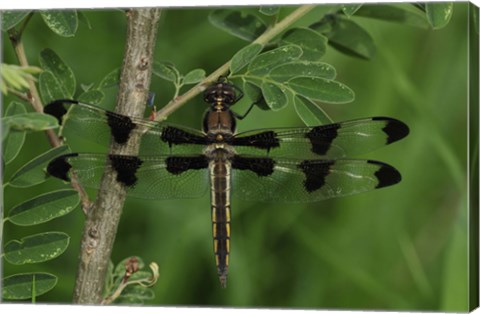 Framed Brown Dragonfly With Black Spotted Wings Print