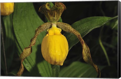 Framed Yellow Flower And Wide Leaves Print