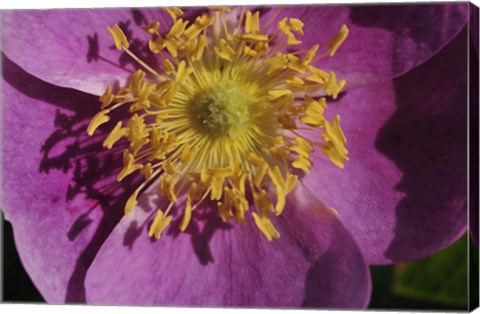 Framed Purple Flower With Yellow Stamen Print