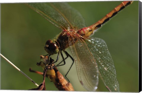 Framed Red And Orange Dragonfly Print
