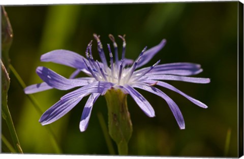 Framed Purple Floral Bloom Closeup Print
