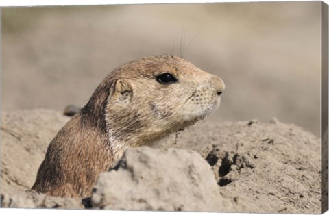 Framed Hidden Critter In The Rock Print