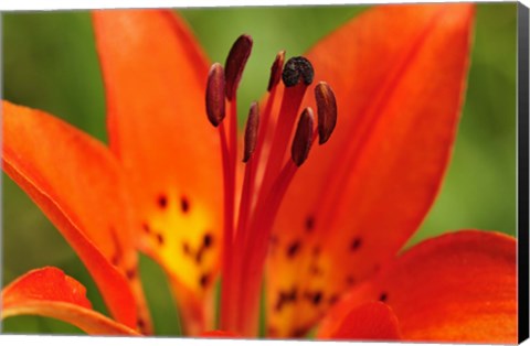 Framed Red Lily Closeup Print