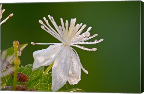 Framed White Flower And Dew Print