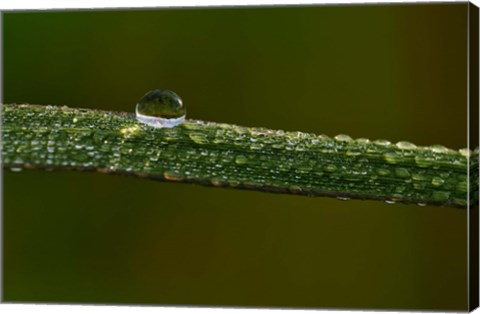 Framed Dew On Blade Of Greenery Print