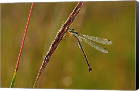 Framed Green Dragonfly On Red Stem Print