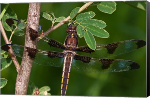 Framed Dragonfly And Tiny Leaves Print