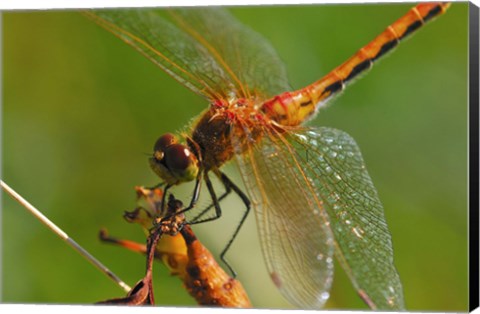 Framed Red Dragonfly Perched Print