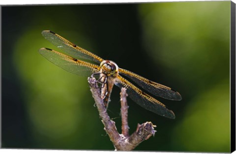 Framed Orange Dragonfly On White Branch II Print