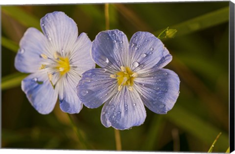 Framed Blue Flower Blooms Print
