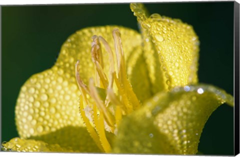 Framed Yellow Flower Bloomed With Dew Print