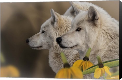 Framed Three Wolves Print