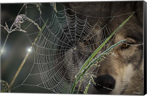 Framed Web &amp; Wolf Print