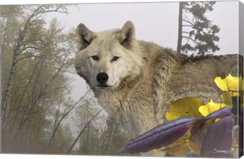 Framed White Wolf Print