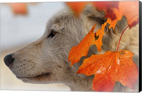 Framed Wolf Profile Autumn Leaves Print