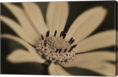 Framed White And Black Flower Print