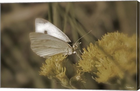 Framed Moth On Yellow Wildflower Print
