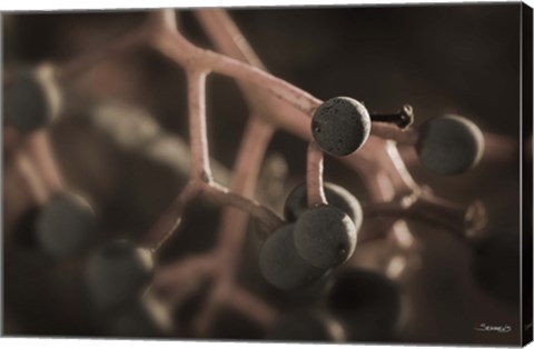 Framed Black Berries On Branch Print