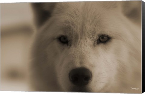 Framed White Wolf Closeup Print
