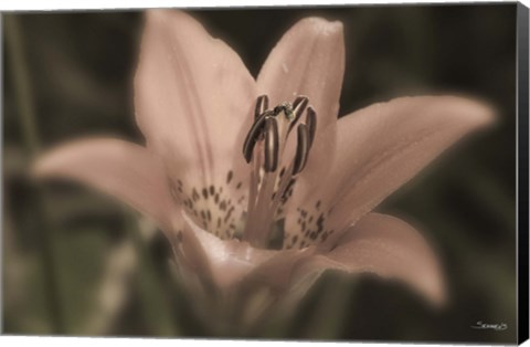 Framed Pink And Black Flower Closeup Print