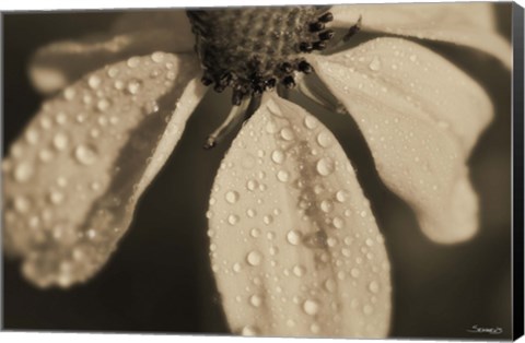 Framed Black And White Flower With Dew Print