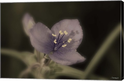 Framed Purple And White Flower Closeup Print