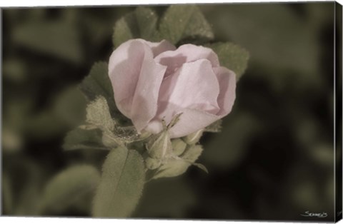 Framed Pink Flower Closeup I Print