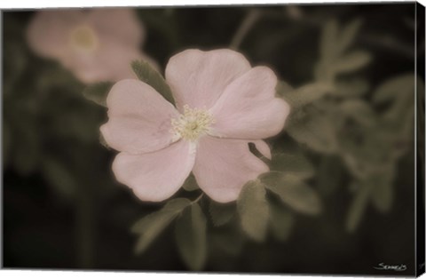 Framed Pink Flower Garden Closeup Print