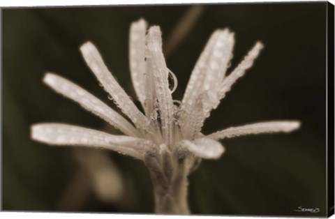 Framed Pink Flower Petals And Dew Print