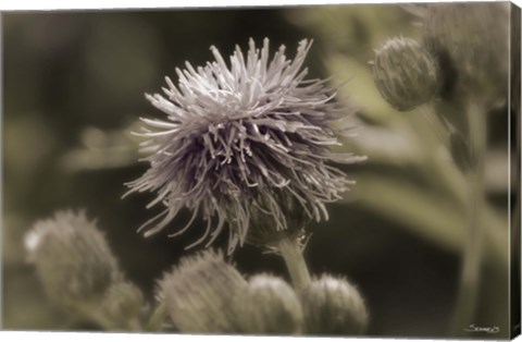 Framed Purple Bloom And Green Flower Buds Print