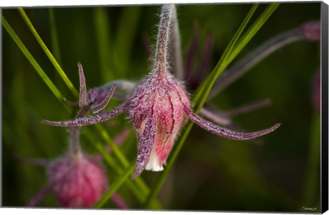 Framed Magenta Flowers Covered In Dew Print