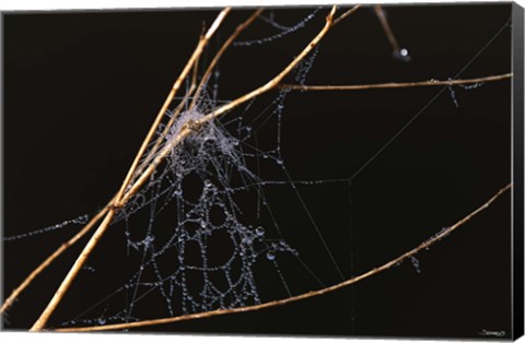 Framed Spider Web Covered In Dew Print