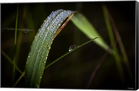 Framed Grass Blade Covered With Dew Print