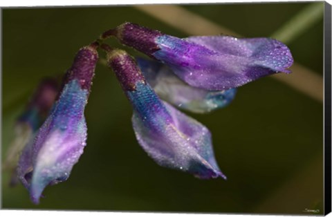 Framed Purple And Blue Flower Buds Closeup Print