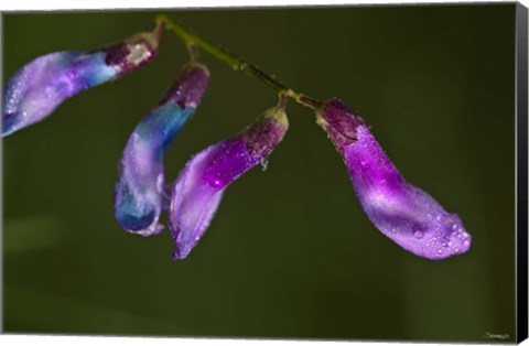 Framed Purple And Blue Flower Buds Print