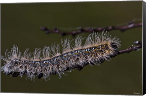 Framed Blue Caterpillar On Branch Closeup Print