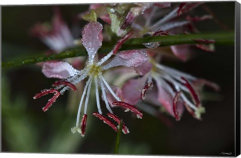 Framed Pink Flowers Covered In Dew Print