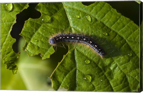 Framed Catepillar And Broken Leaf Print