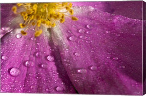 Framed Pink And Yellow Flower With Dew I Print