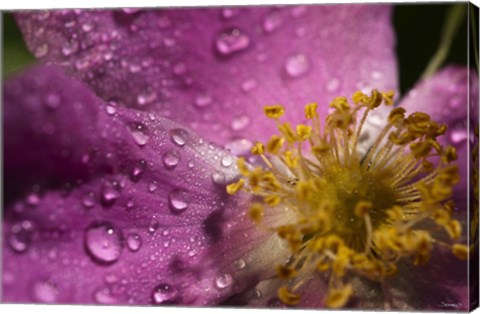 Framed Pink And Yellow Flower With Dew II Print