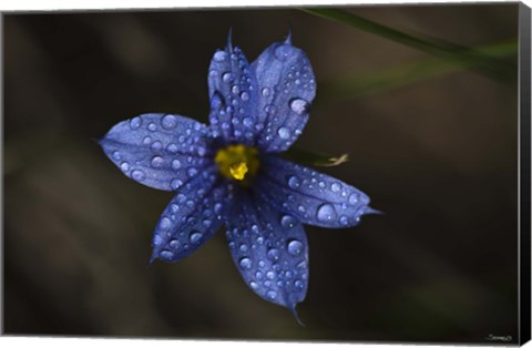 Framed Blue Wildflower With Dew Print