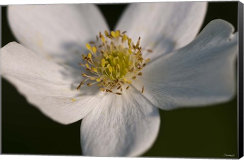 Framed White And Yellow Flower Closeup Print